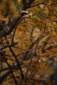 Golden autumn leaves on a mature tree maintained by Boise Tree & Landscape.