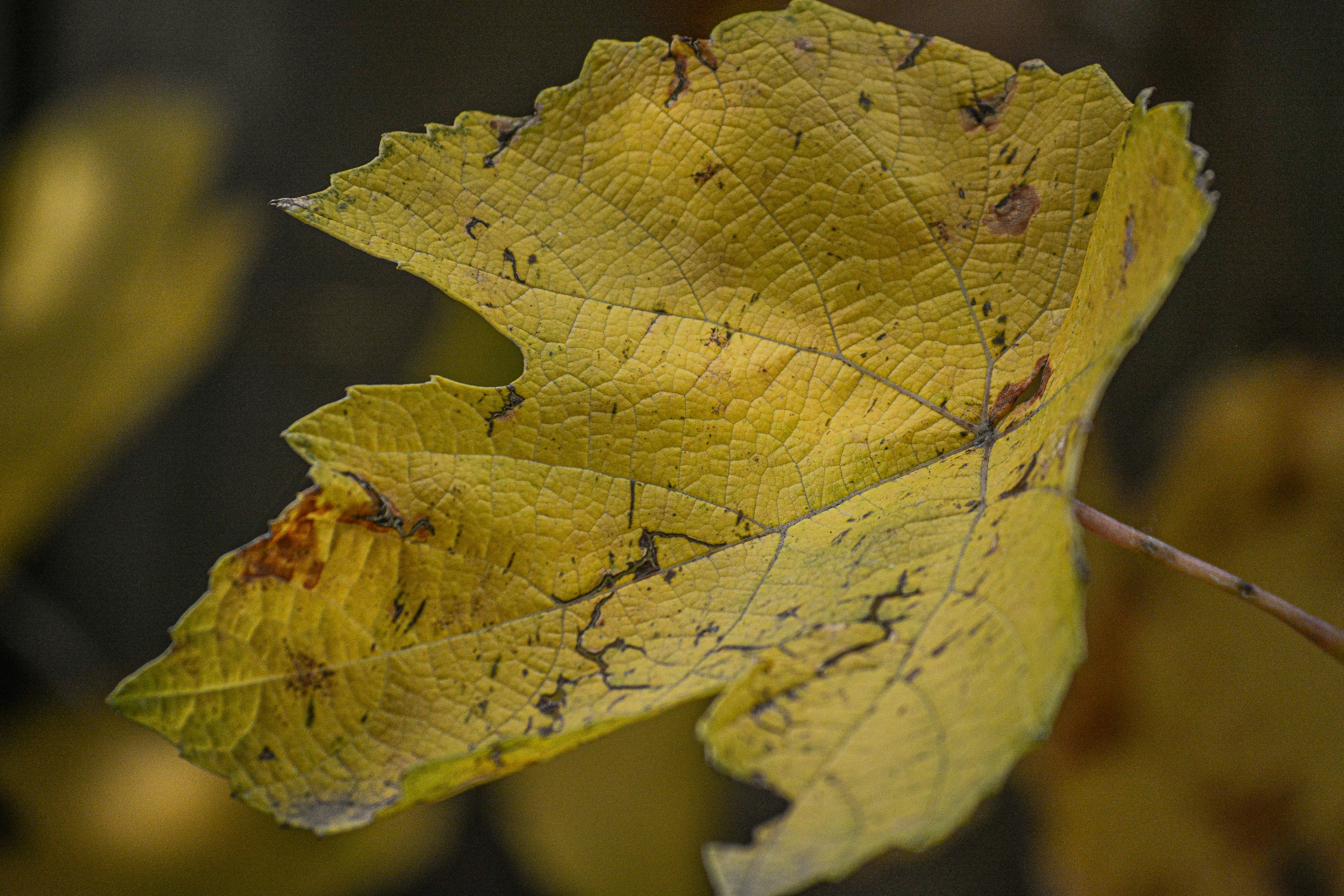 Photo by govindmadhu5