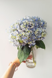 Summer Hydrangeas in Full Bloom