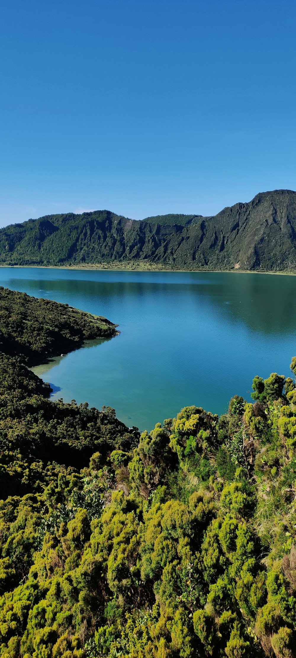 green trees near lake during daytime