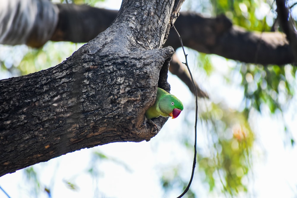 uccello verde sul ramo marrone dell'albero durante il giorno