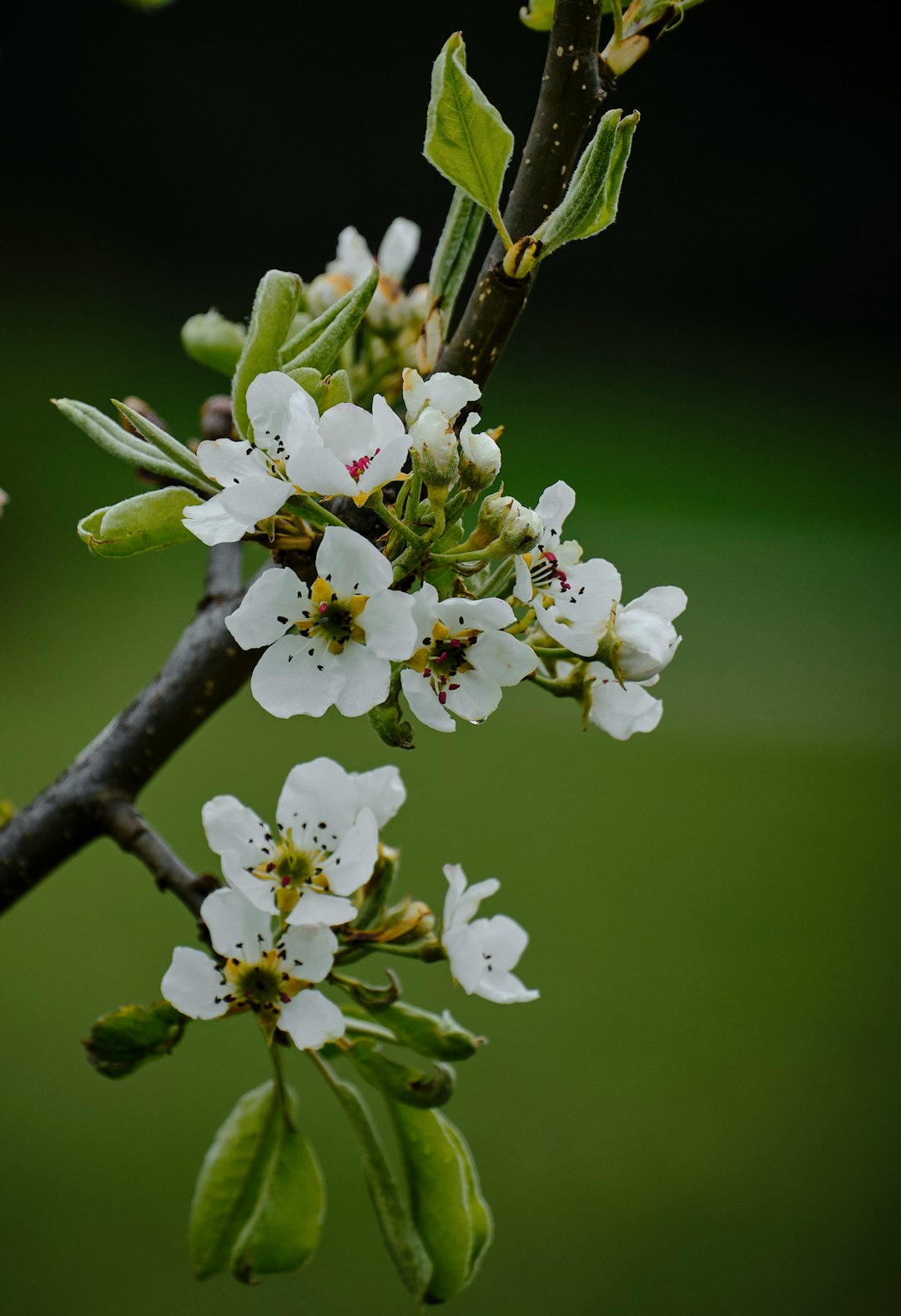 white cherry blossom in close up photography