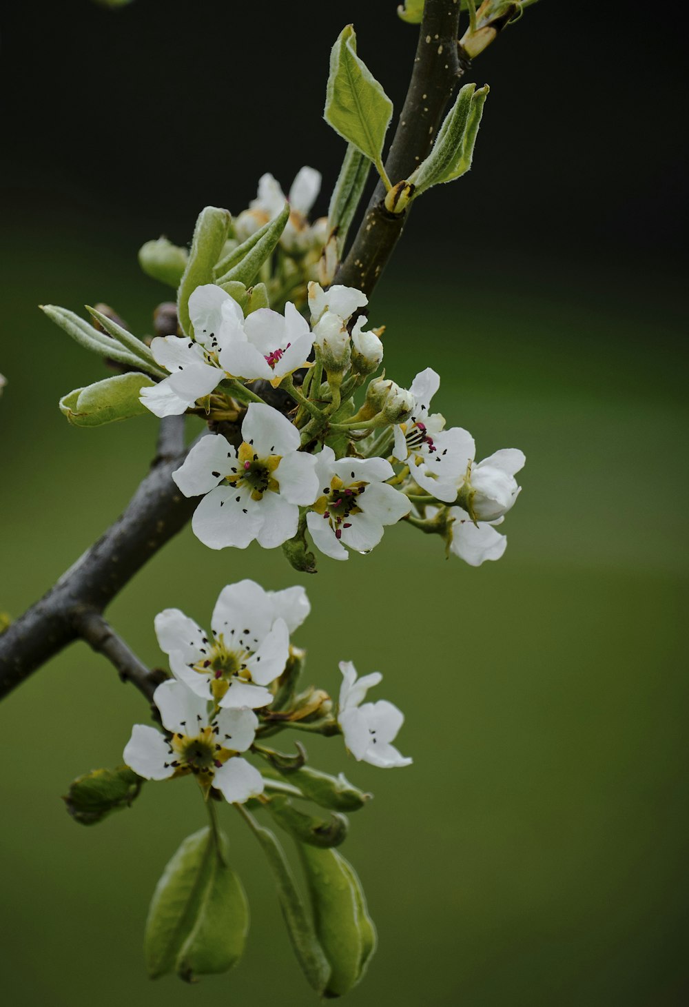 fiore di ciliegio bianco in fotografia ravvicinata