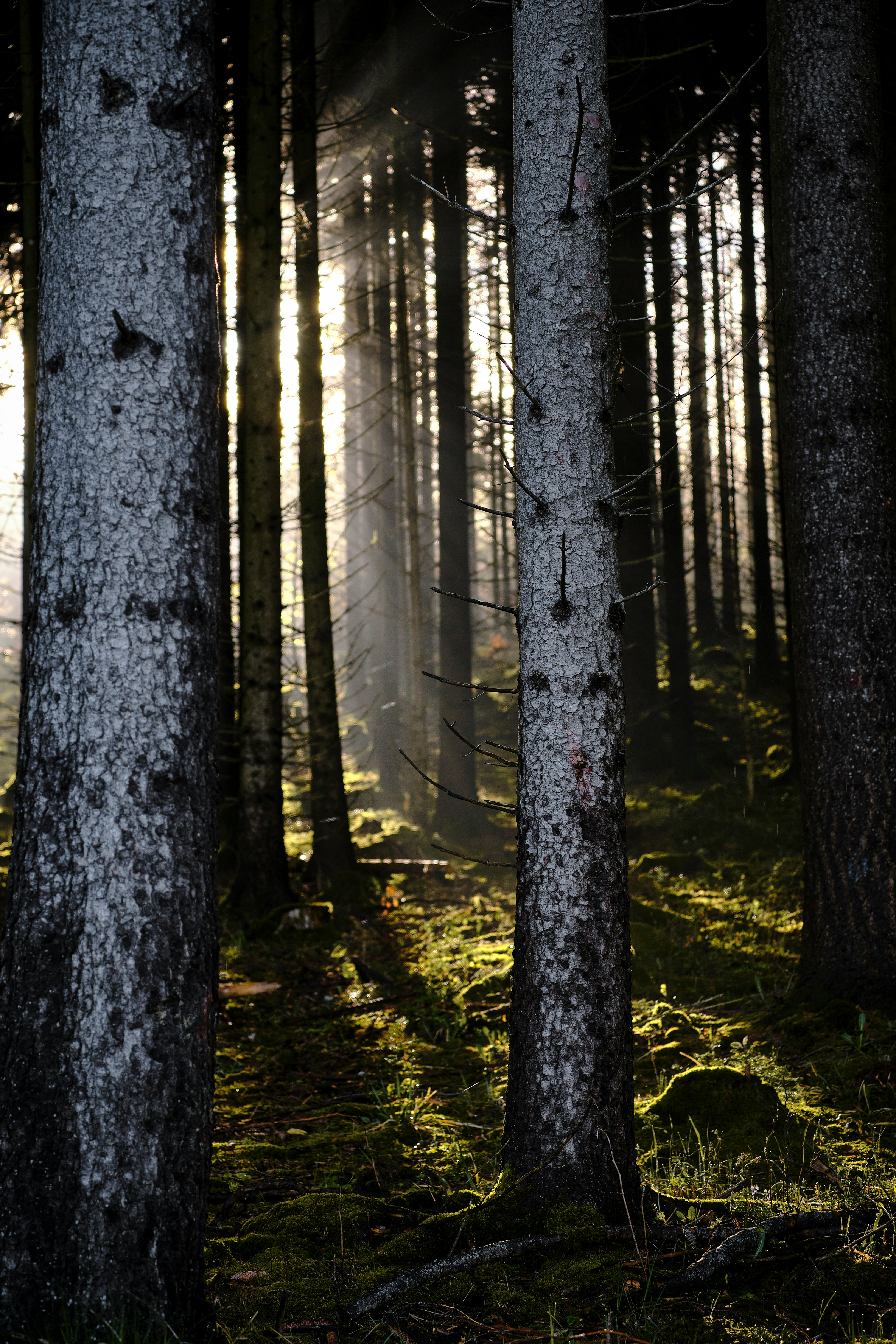 brown tree trunk during daytime