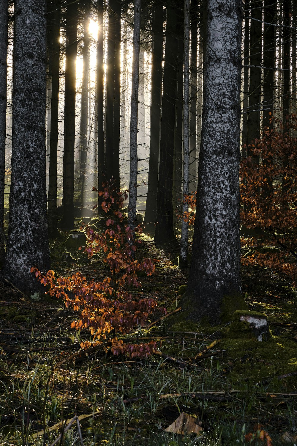 brown trees on green grass field during daytime