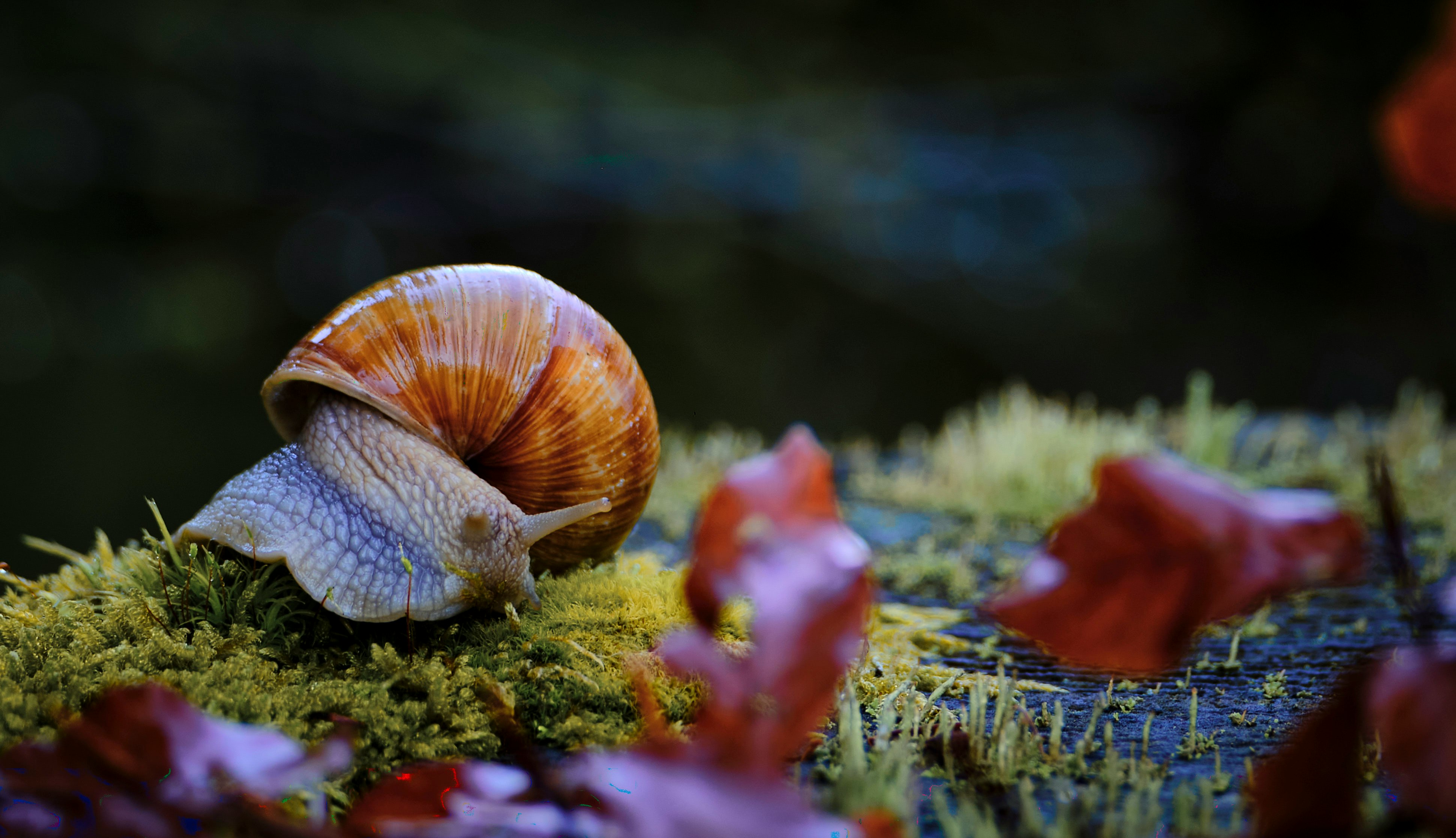 brown snail on green grass