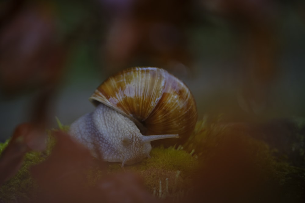 brown and white snail on green grass
