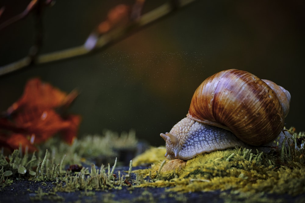 brown snail on green grass during daytime