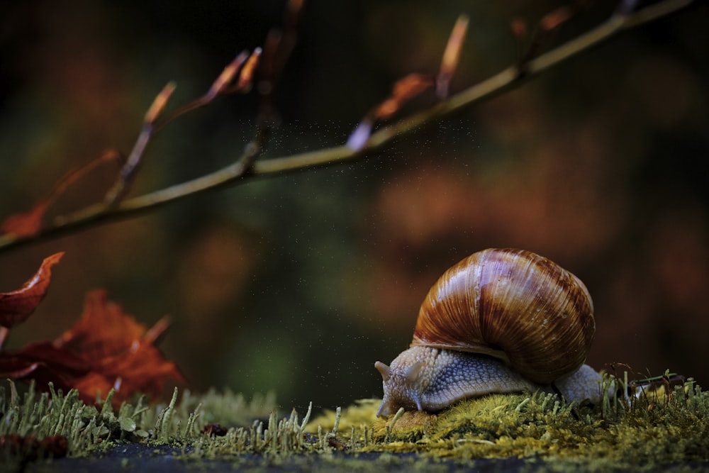 braune Schnecke tagsüber auf grünem Gras