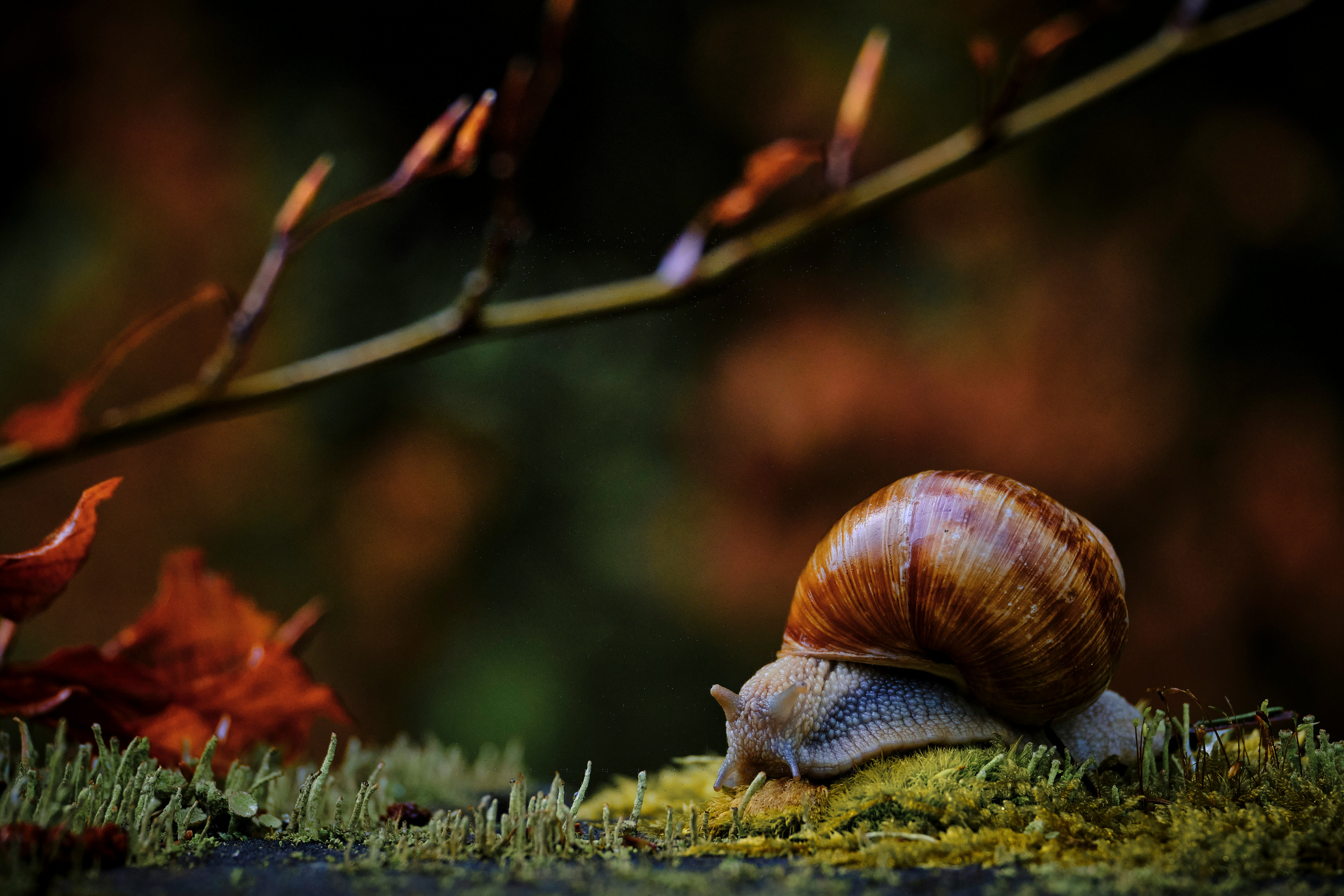 brown snail on green grass during daytime