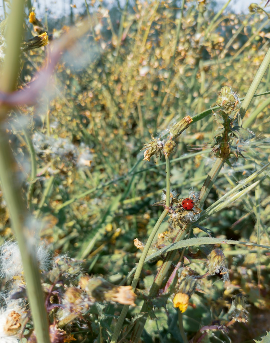 red ladybug perched on green plant during daytime