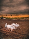 white cow on brown field during daytime