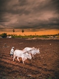 white cow on brown field during daytime