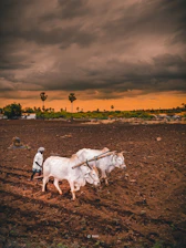 A farmer plowing a field with two white oxen under a stormy sky