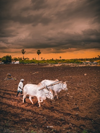 white cow on brown field during daytime