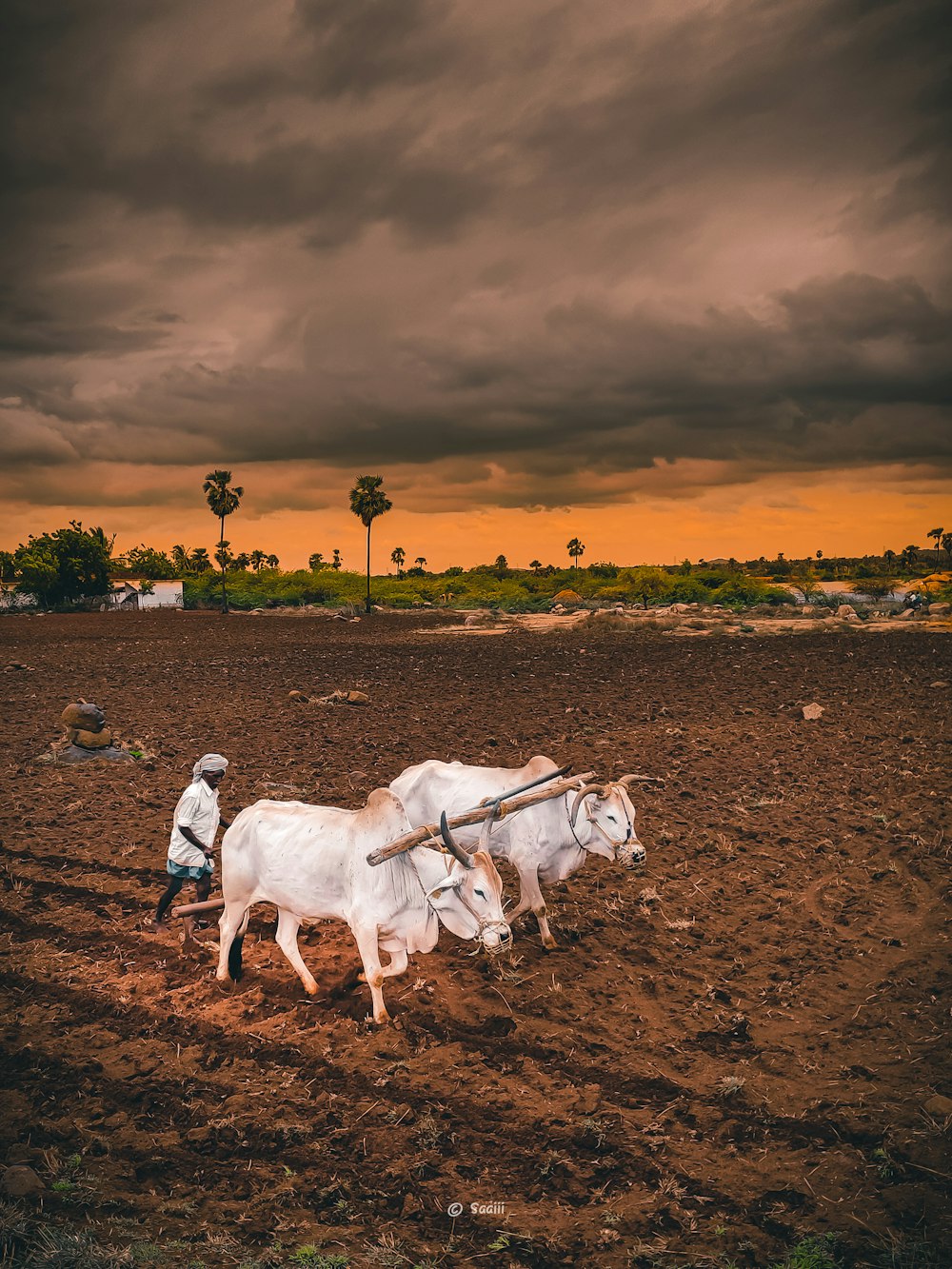 white cow on brown field during daytime