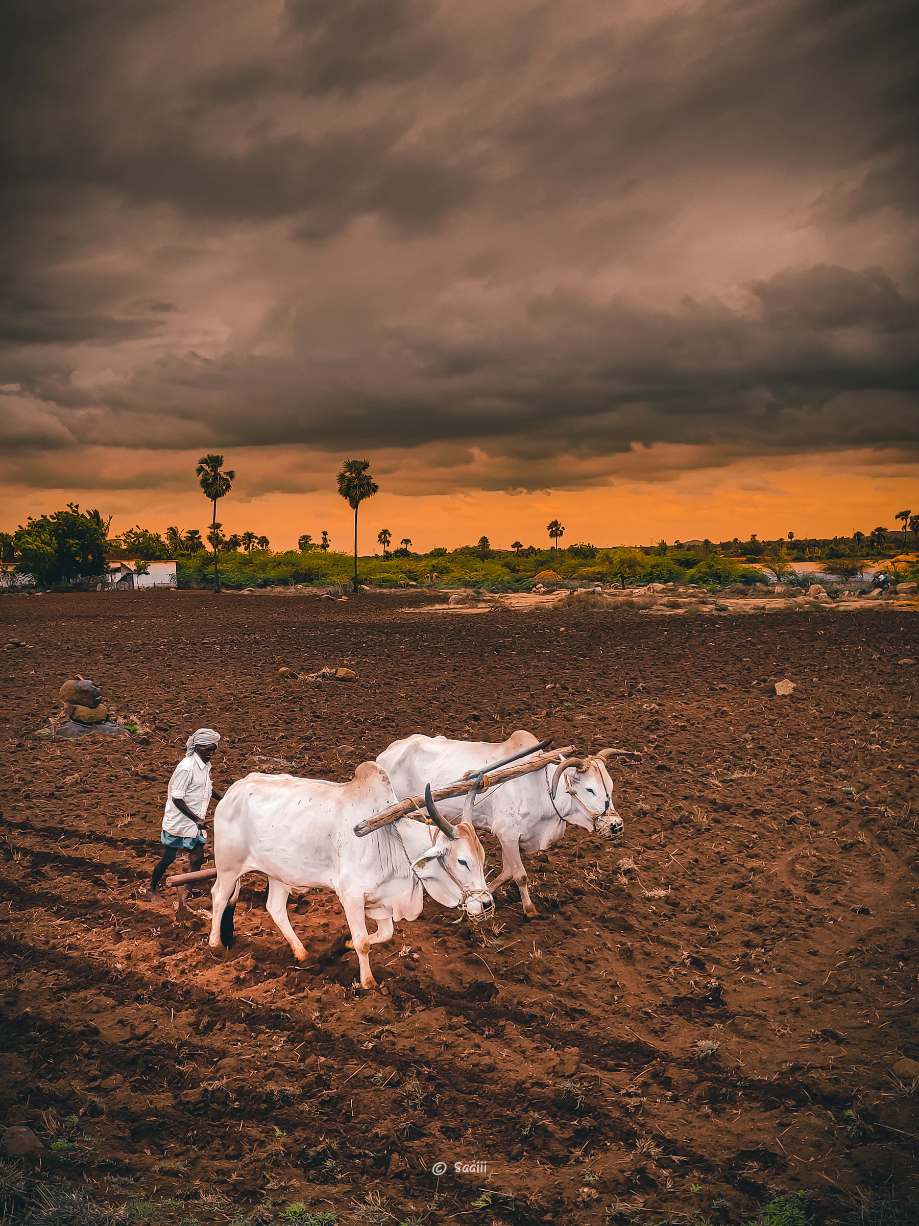 A farmer ploughing a field with a pair of bullocks under a dramatic evening sky