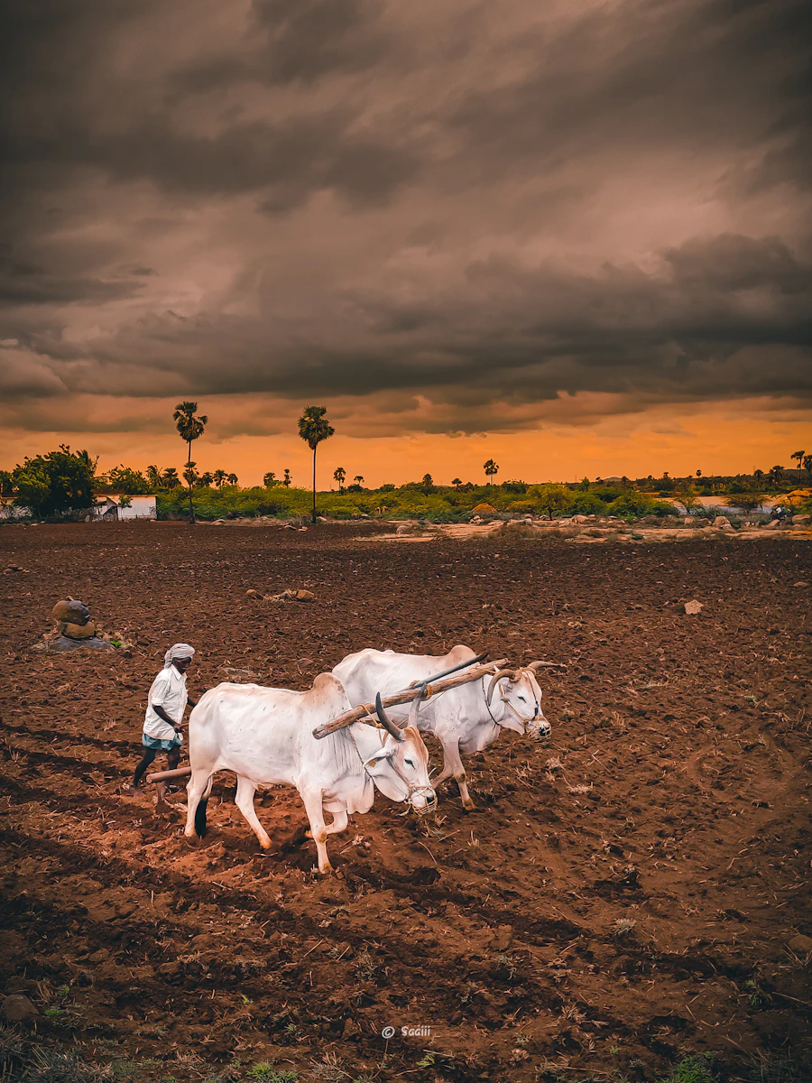 Farmer working in green fields