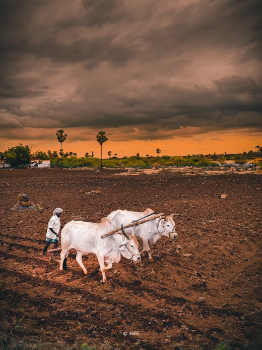 An Indian farmer in his field