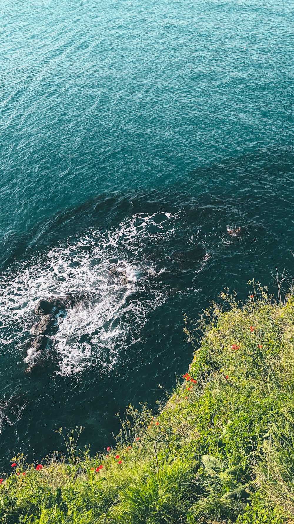 green grass on rocky shore during daytime