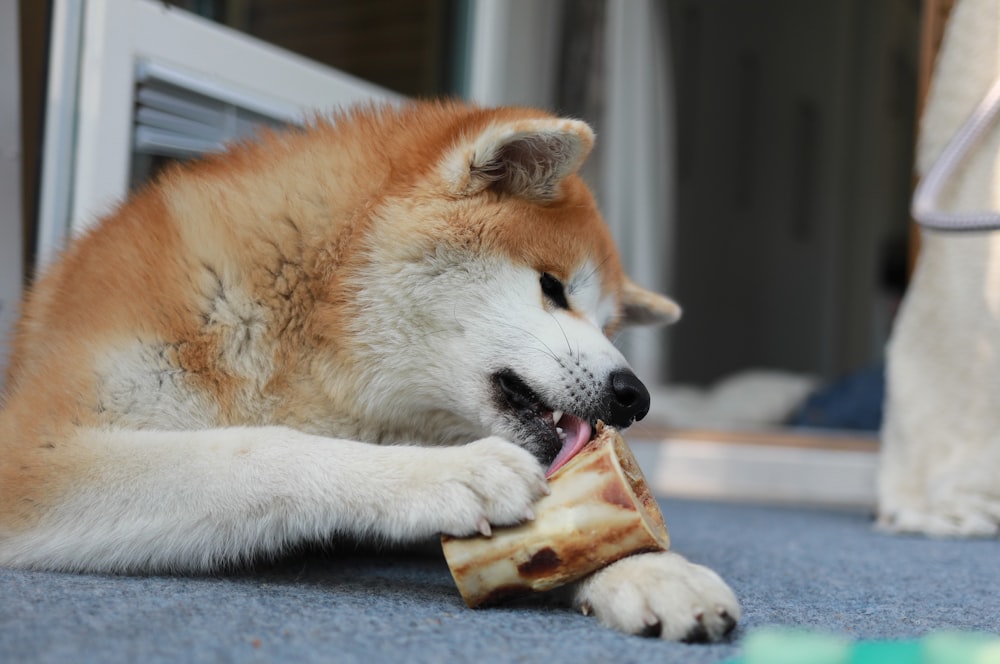 brown and white siberian husky puppy lying on floor