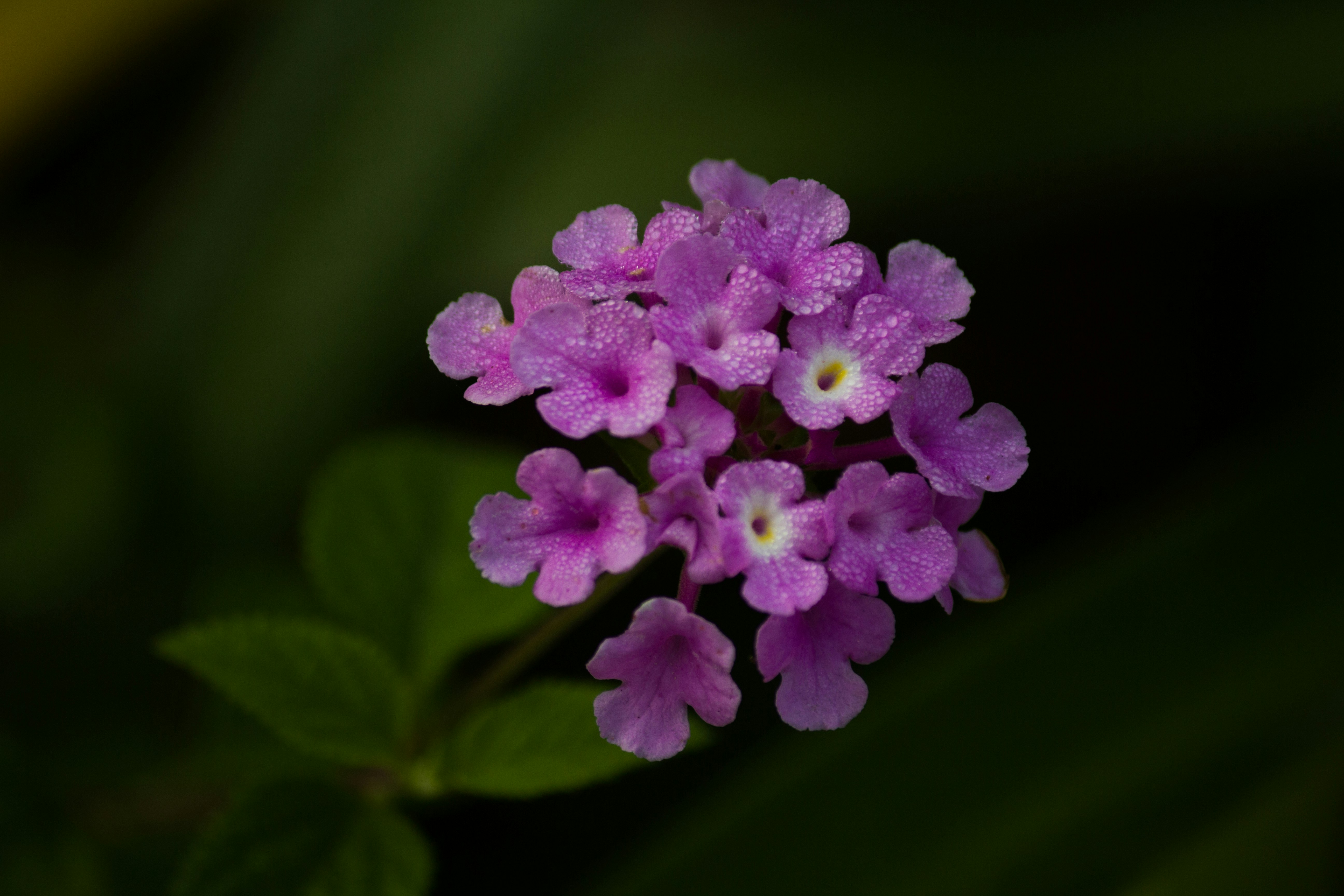 Photo by chiranjeevi80884