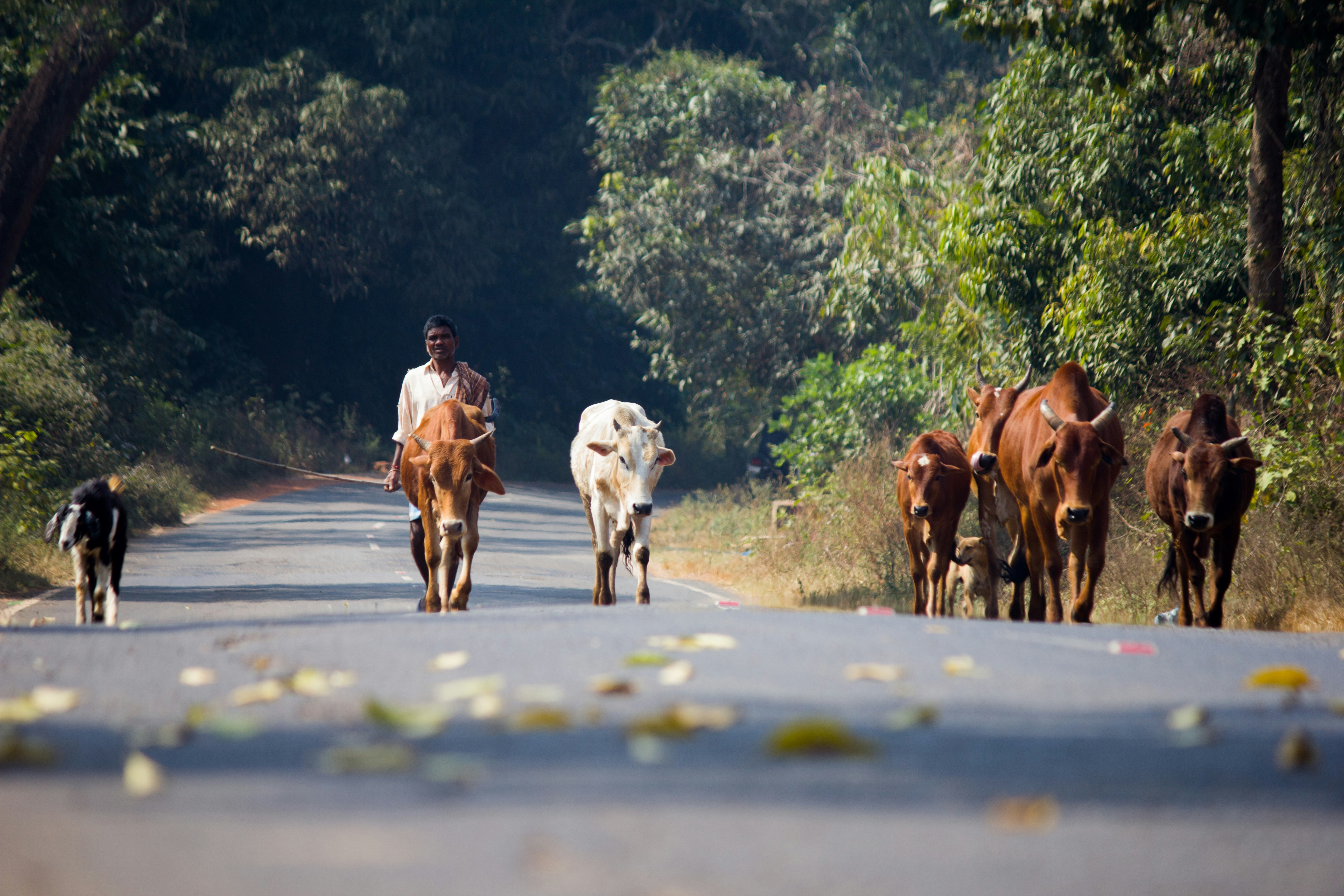 Photo by chiranjeevi80884