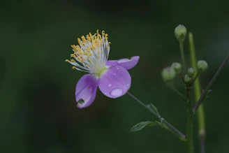 Close-up of a delicate burgundy flower with dewdrops against a soft green background