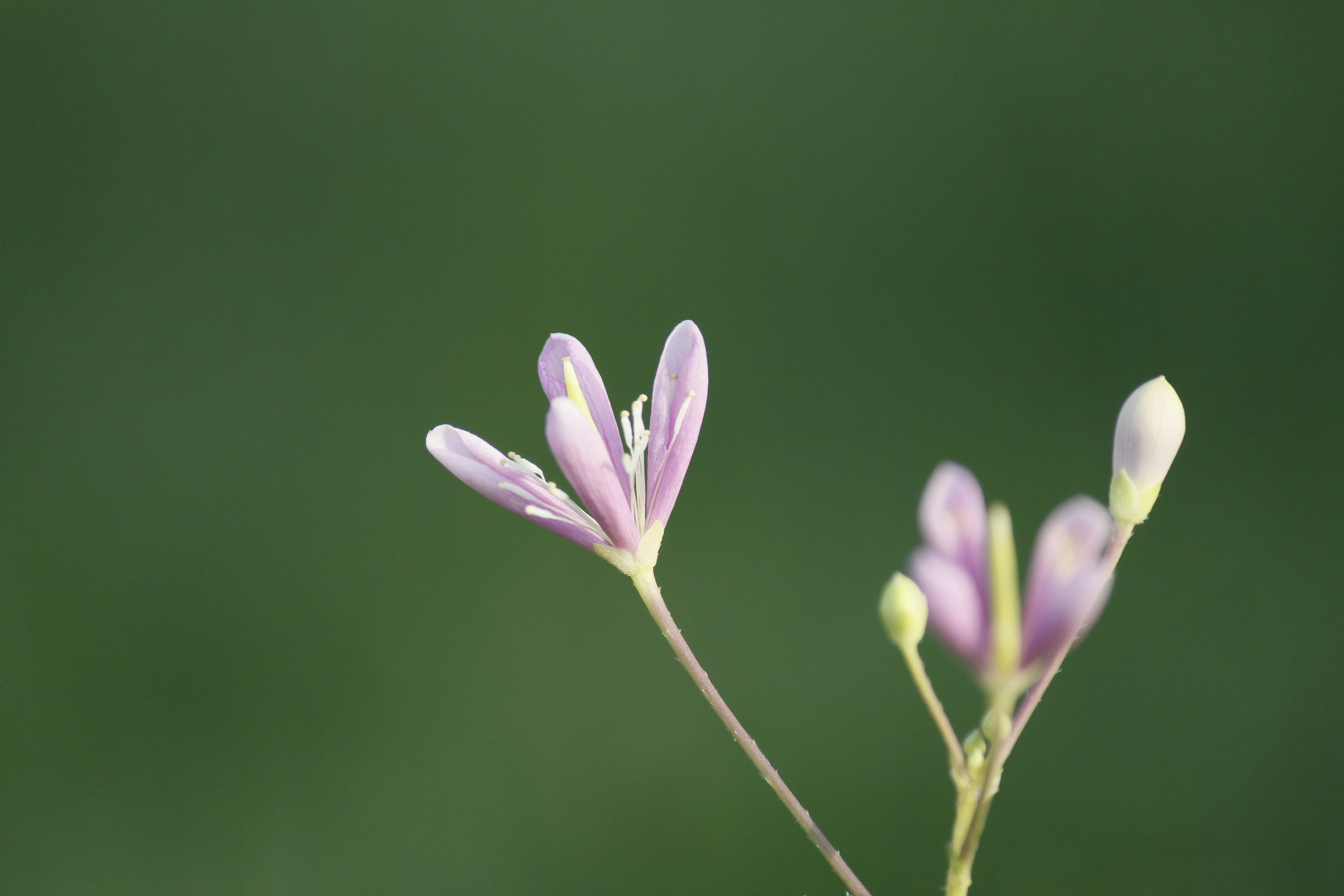 Photo by chiranjeevi80884