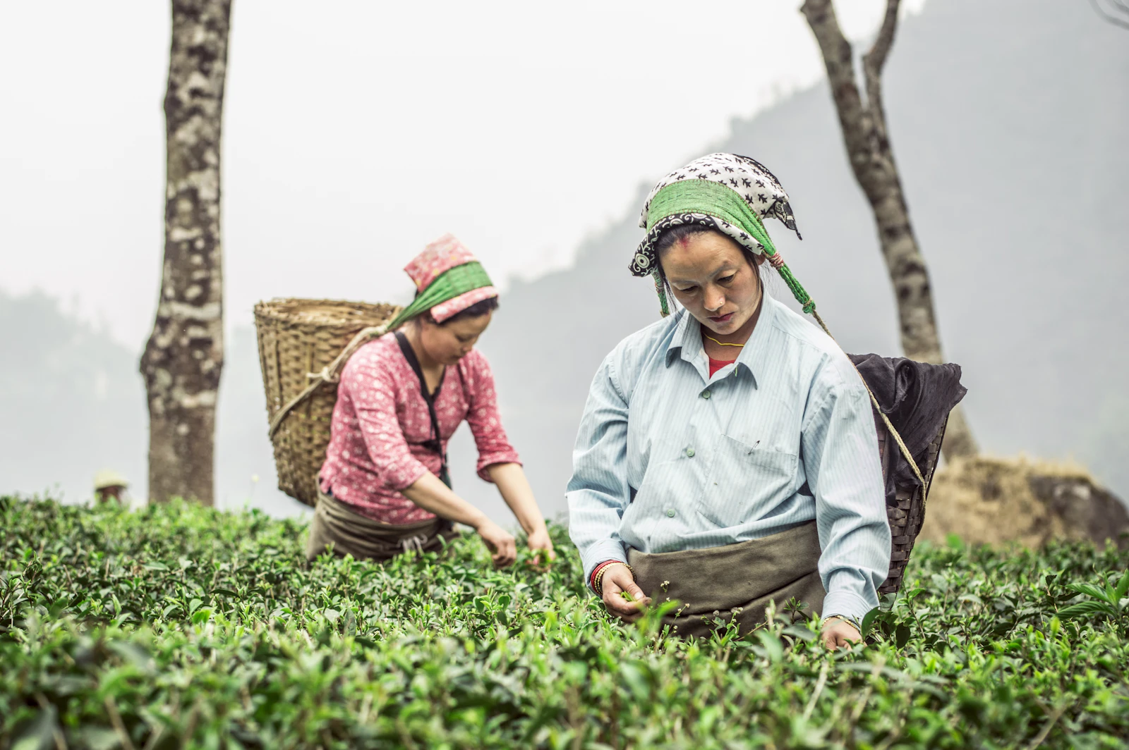 Two tea pluckers in headscarves picking leaves by hand on a Darjeeling estate, a woven basket on one back and misty hills behind