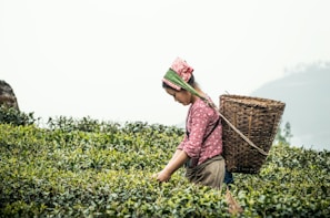 woman in pink and white dress sitting on yellow flower field during daytime
