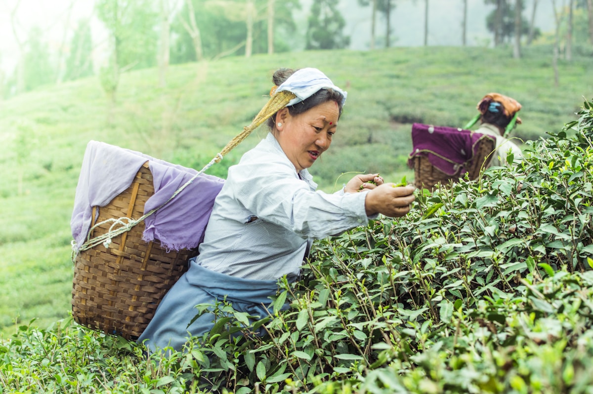 Woman plucking tea leaves in a Darjeeling estate