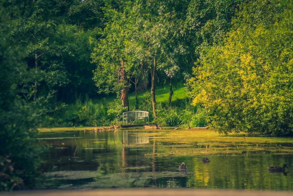 green trees beside river during daytime