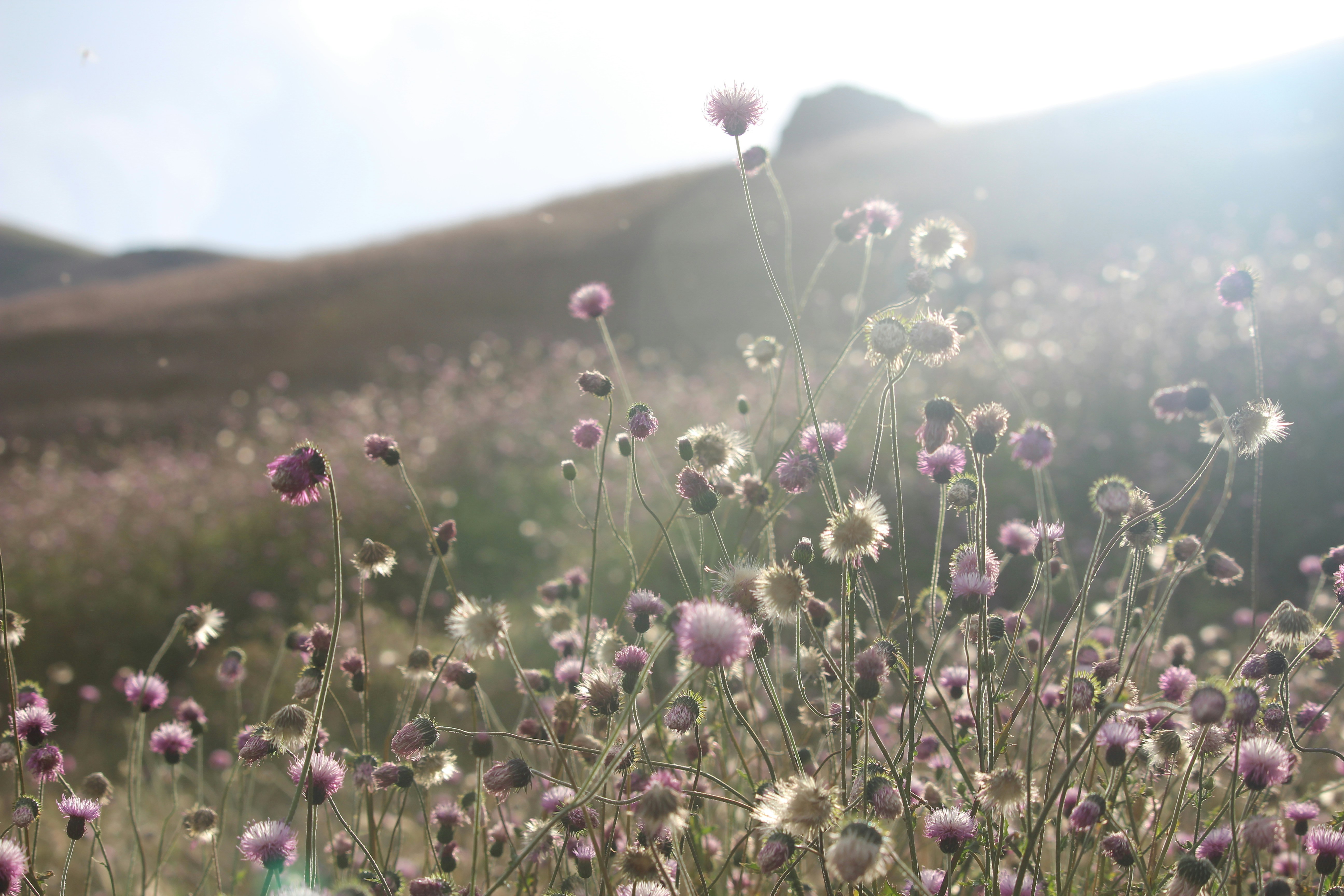 purple flower field during daytime