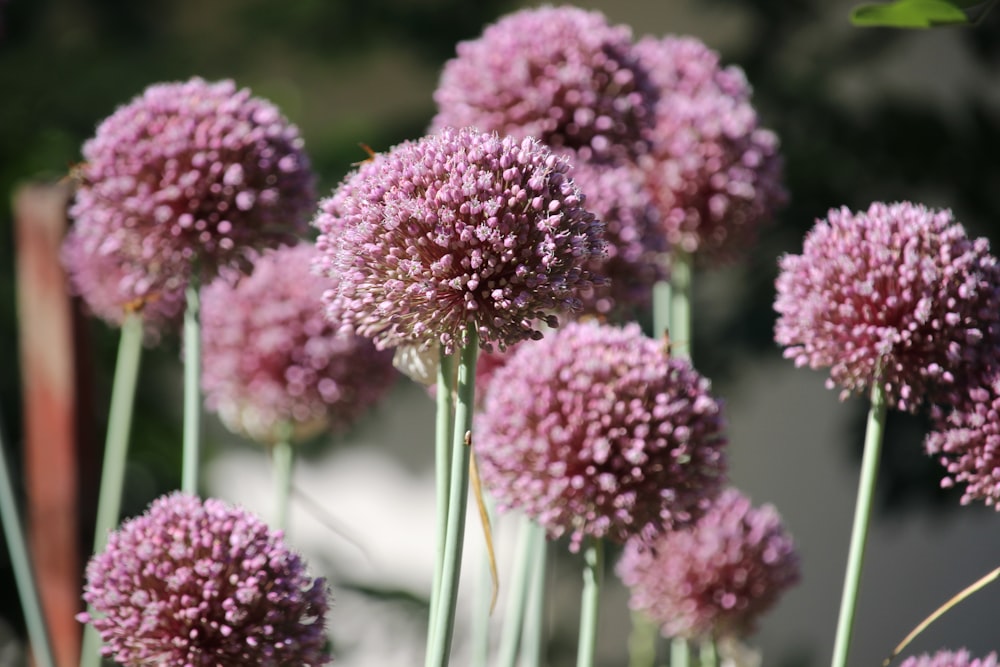 pink flowers in tilt shift lens