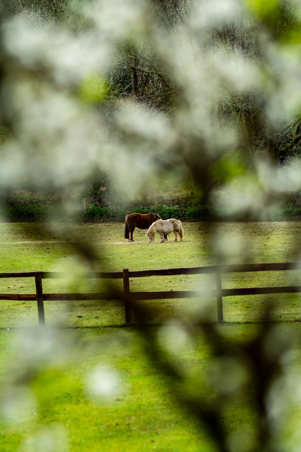 herd of horses on green grass field during daytime