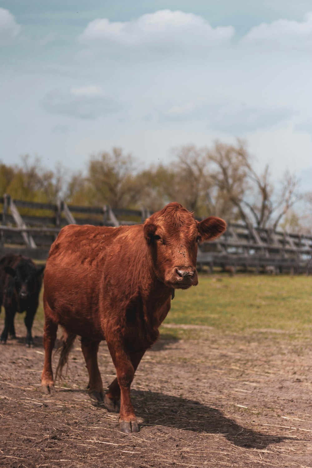 brown cow on green grass field during daytime