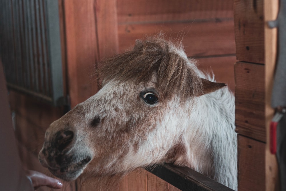 white and brown animal head