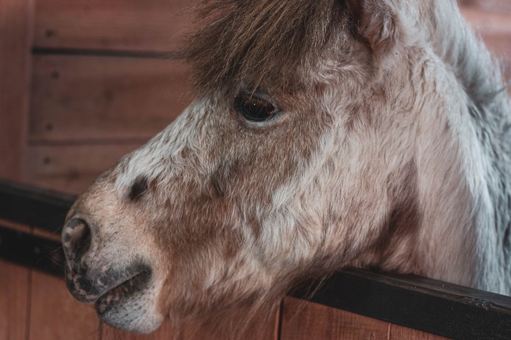 brown and white horse head