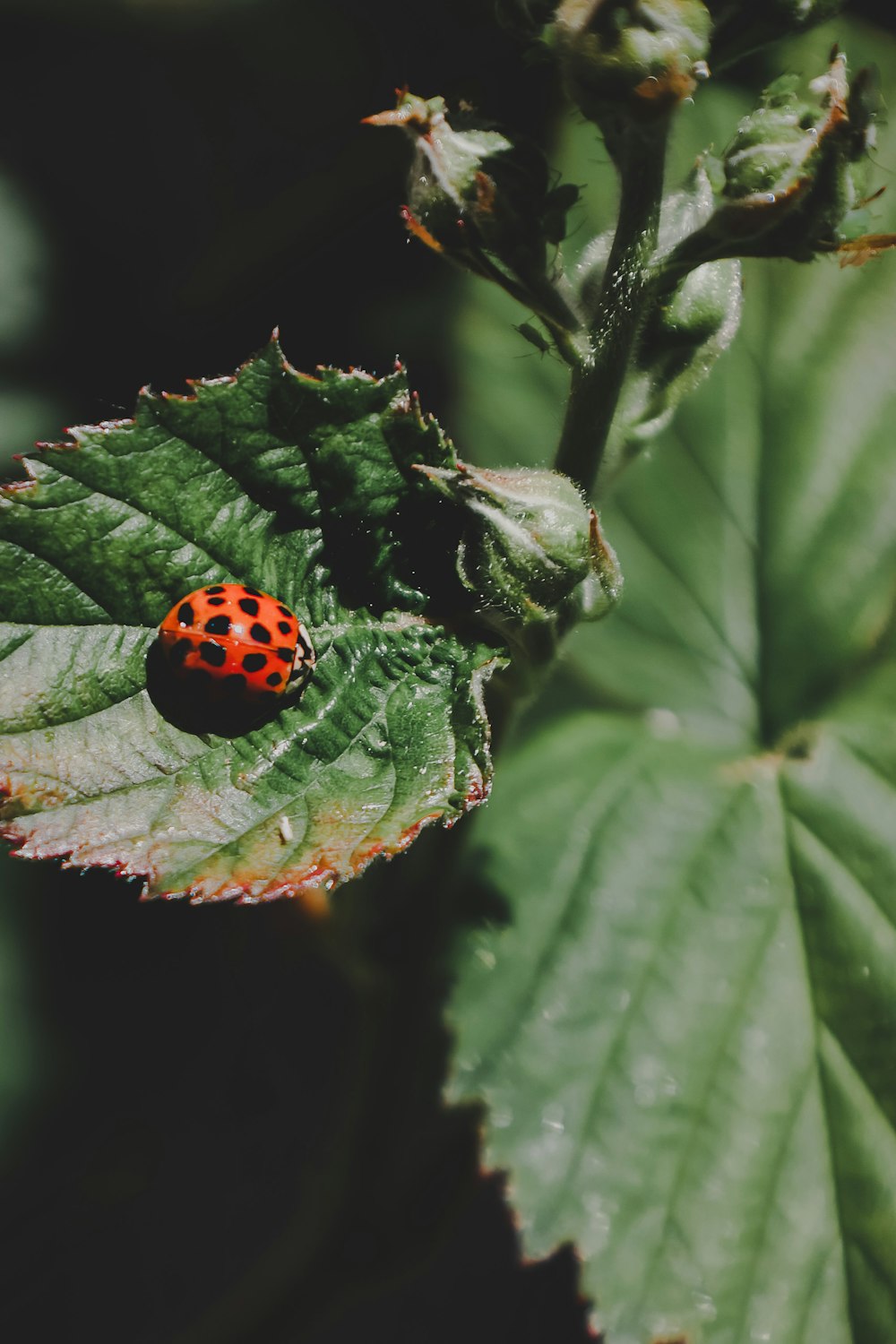 red and black ladybug on green leaf