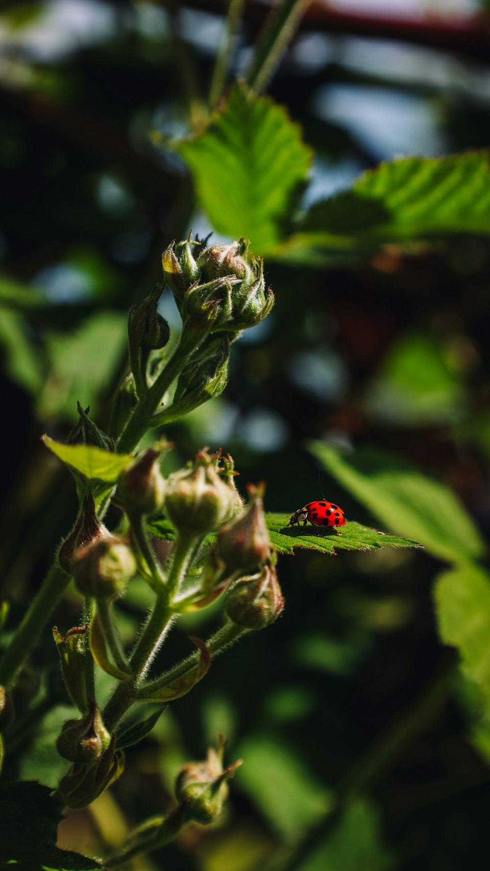 red ladybug perched on green plant