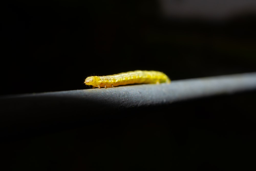 yellow caterpillar on white metal bar