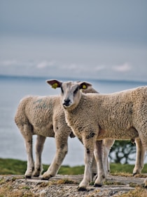 Two sheep stand on a grassy ledge overlooking a body of water. The sheep appear fluffy and healthy, with light wool coats and yellow ear tags. The sky above is slightly overcast, casting a soft, diffused light on the scene. A distant horizon and a patch of greenery are visible in the background.