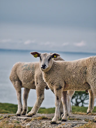 A clear, bright photo showing healthy sheep ready for sale on a sunny day.