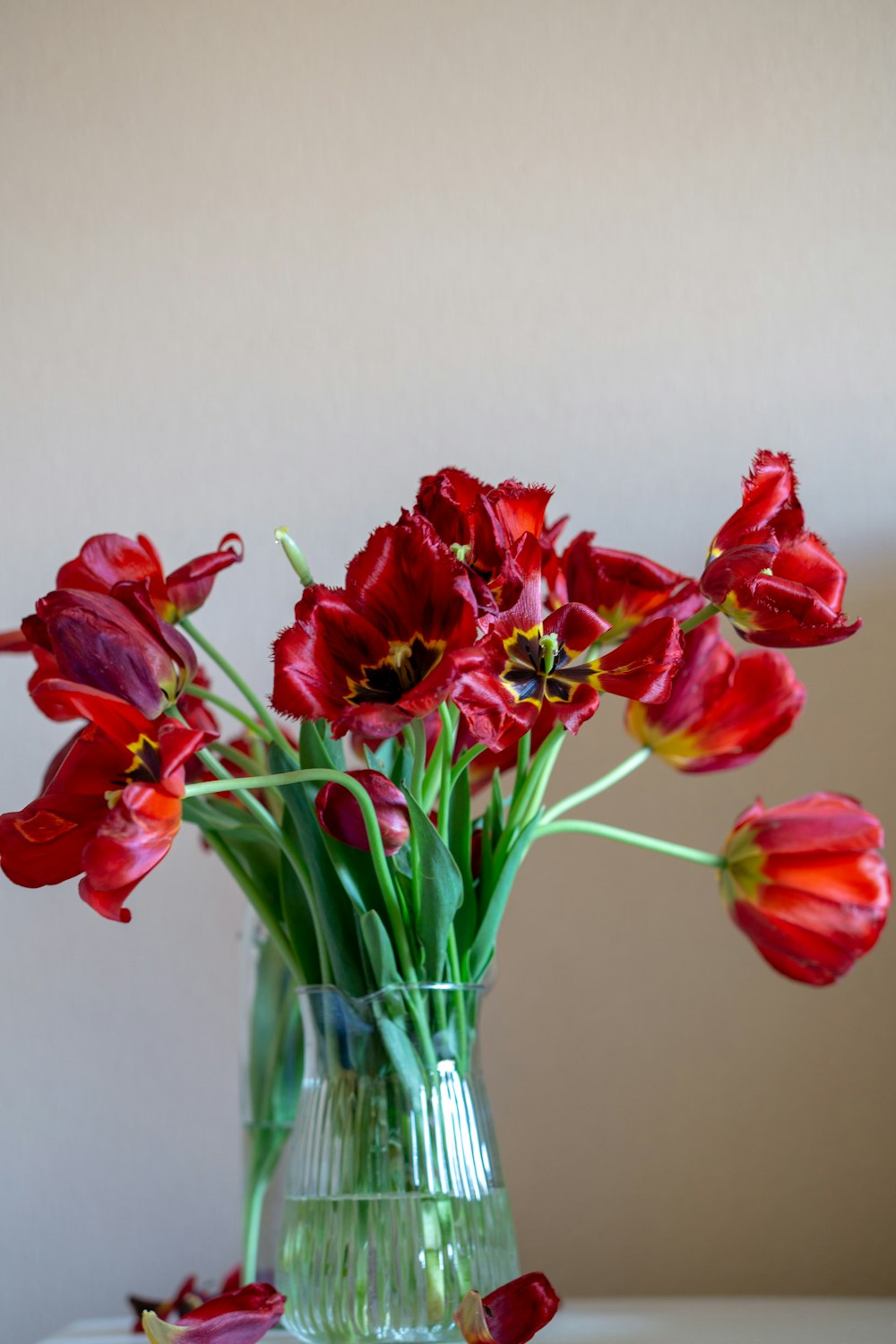 red tulips in clear glass vase