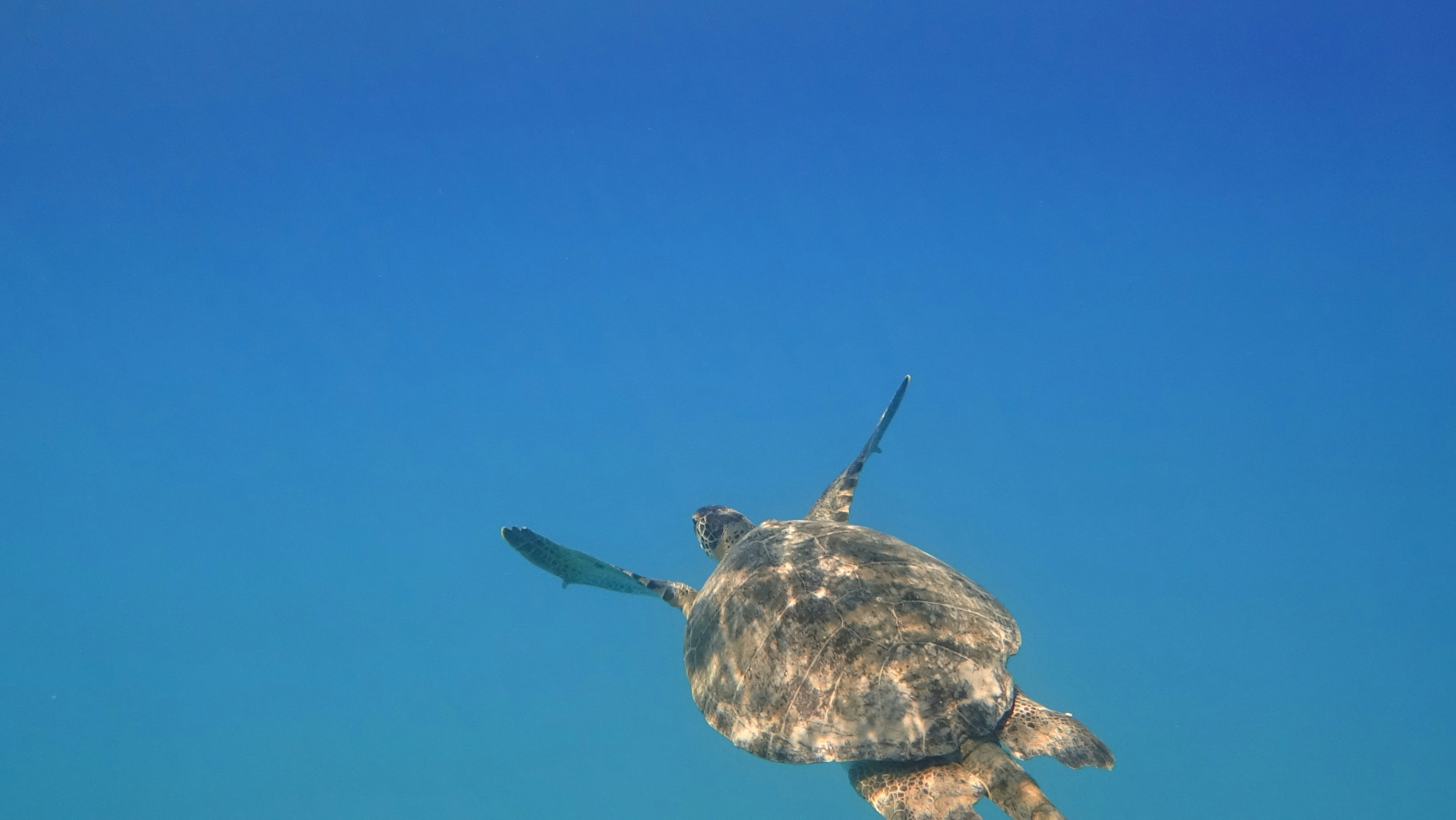 Following the Ocean’s Highways (image credits: unsplash)