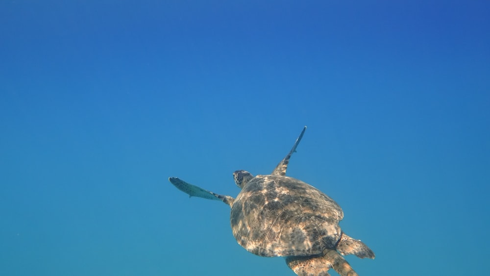 brown turtle in blue sky