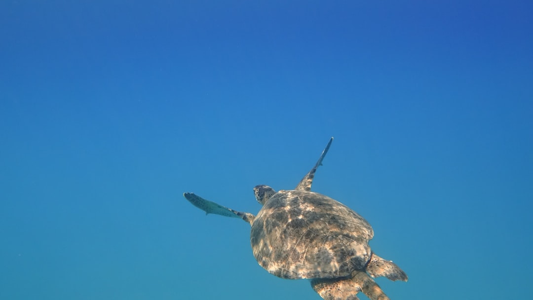 brown turtle in blue sky