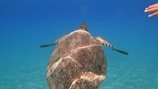A diver releasing a tagged sea turtle back into the ocean.