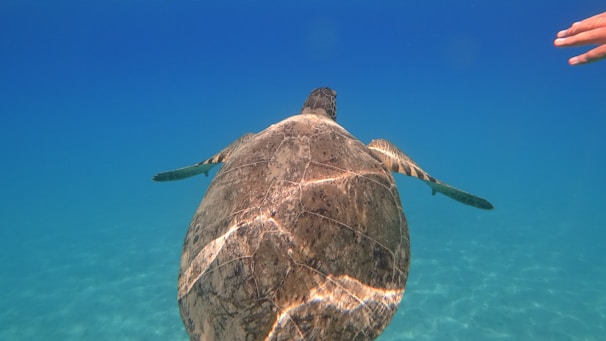 A sea turtle swimming gracefully in clear blue water, captured from behind. Sunlight creates patterns on its shell, highlighting its texture. A human hand is visible in the top right corner, suggesting proximity.